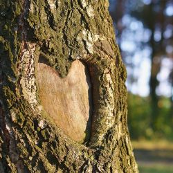 Tree of Life &ndash; der Baum des Lebens - eine einzigartige Form der Naturbestattung