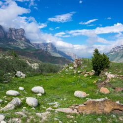 Wiesenbestattung auf einer Almwiese
