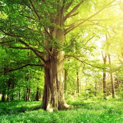 FriedWald-Bestattungen