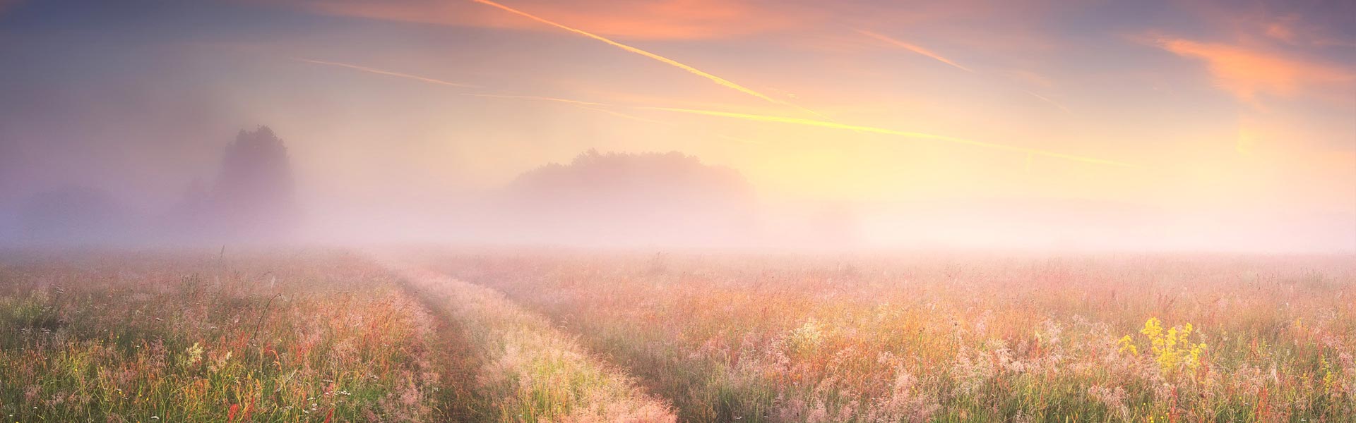 Meisezahl Bestattungs-Institut - Wiese